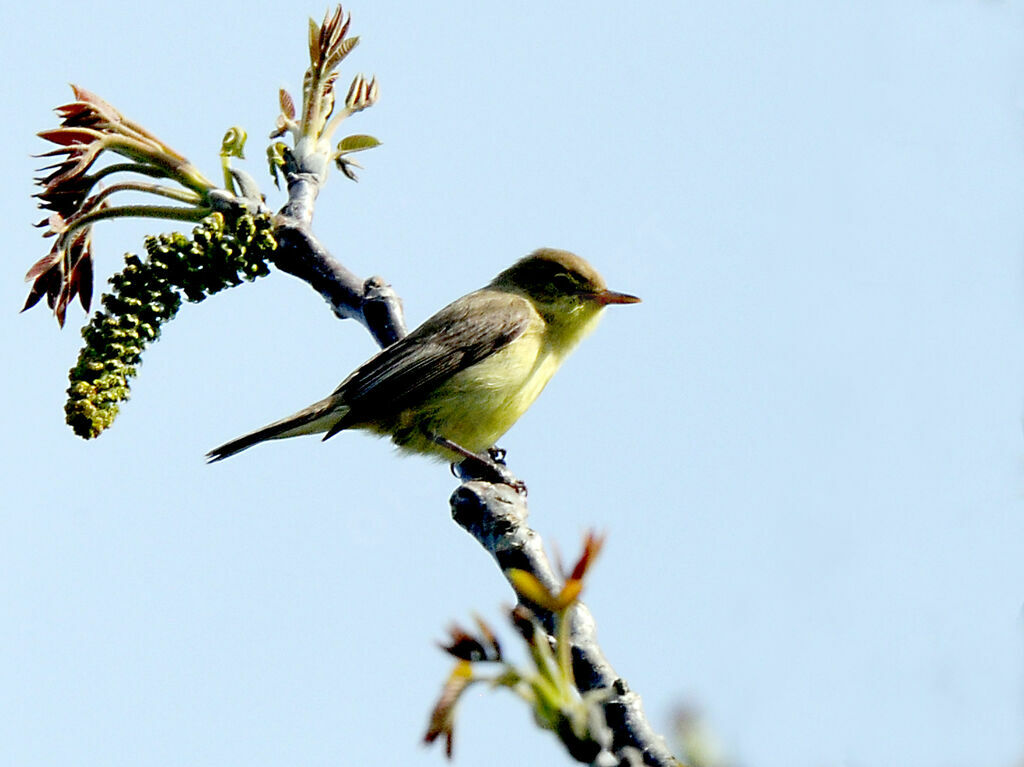 Melodious Warbler