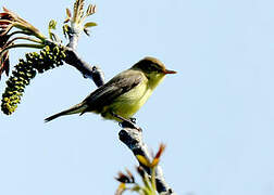 Melodious Warbler