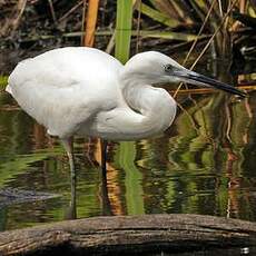 Aigrette garzette