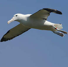 Albatros royal du Nord