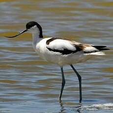 Avocette élégante