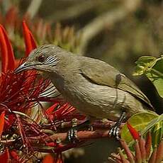 Bulbul de Blanford