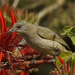 Bulbul de Blanford