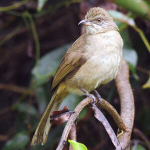 Bulbul de Conrad