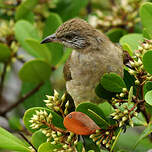 Bulbul de Conrad