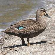 Canard à sourcils