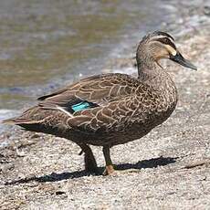 Canard à sourcils