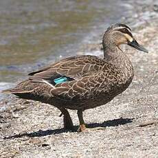 Canard à sourcils