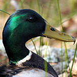 Canard colvert