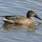 Canard souchet