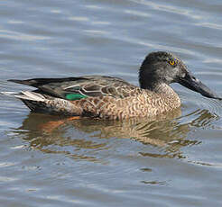 Canard souchet