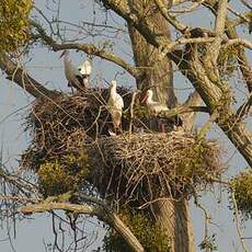 Cigogne blanche