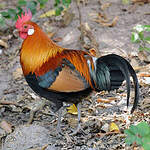 Red Junglefowl