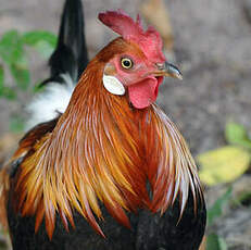 Coq bankiva