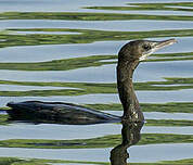 Cormoran de Vieillot