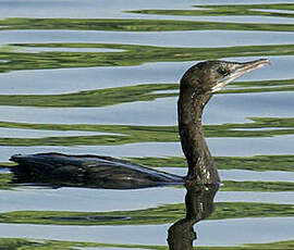 Cormoran de Vieillot