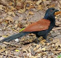 Grand Coucal