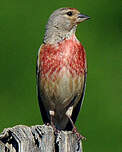 Linotte mélodieuse