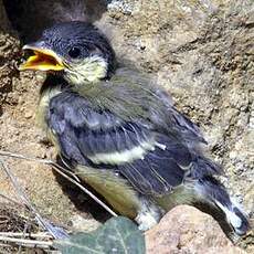 Mésange charbonnière