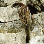 Moineau domestique