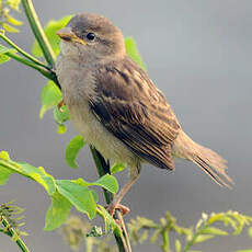 Moineau domestique