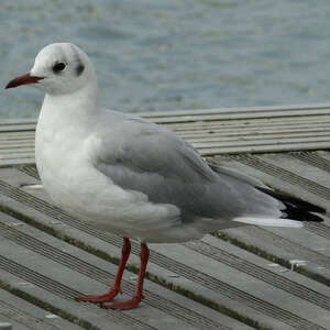 Mouette rieuse