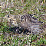 Pipit farlouse