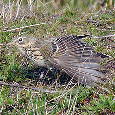 Pipit farlouse