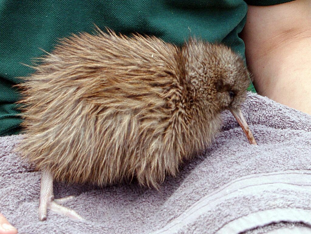 Kiwi australjuvénile