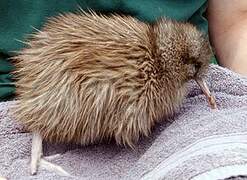 Southern Brown Kiwi