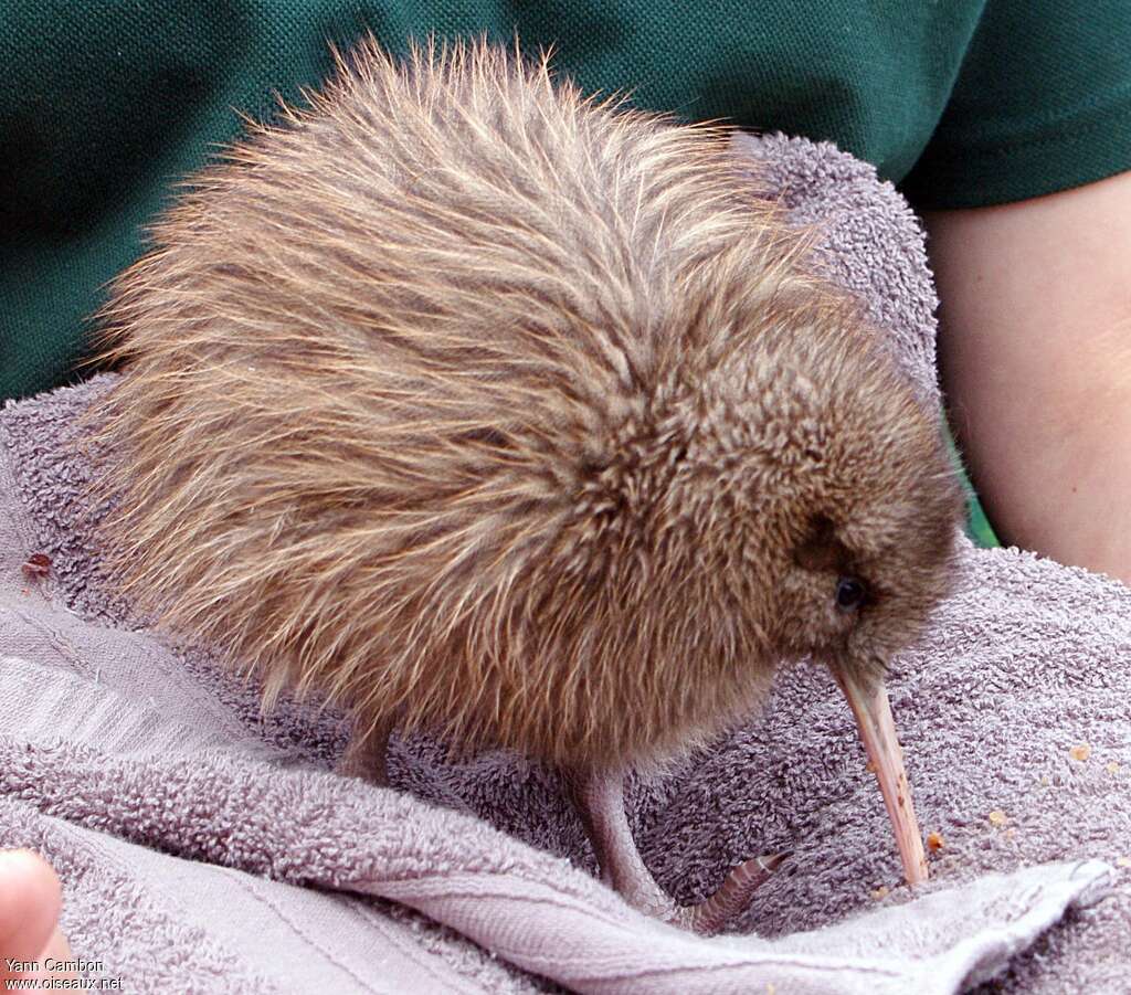 Southern Brown Kiwijuvenile, identification