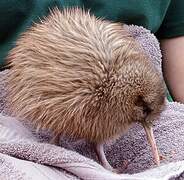 Southern Brown Kiwi