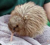 Southern Brown Kiwi