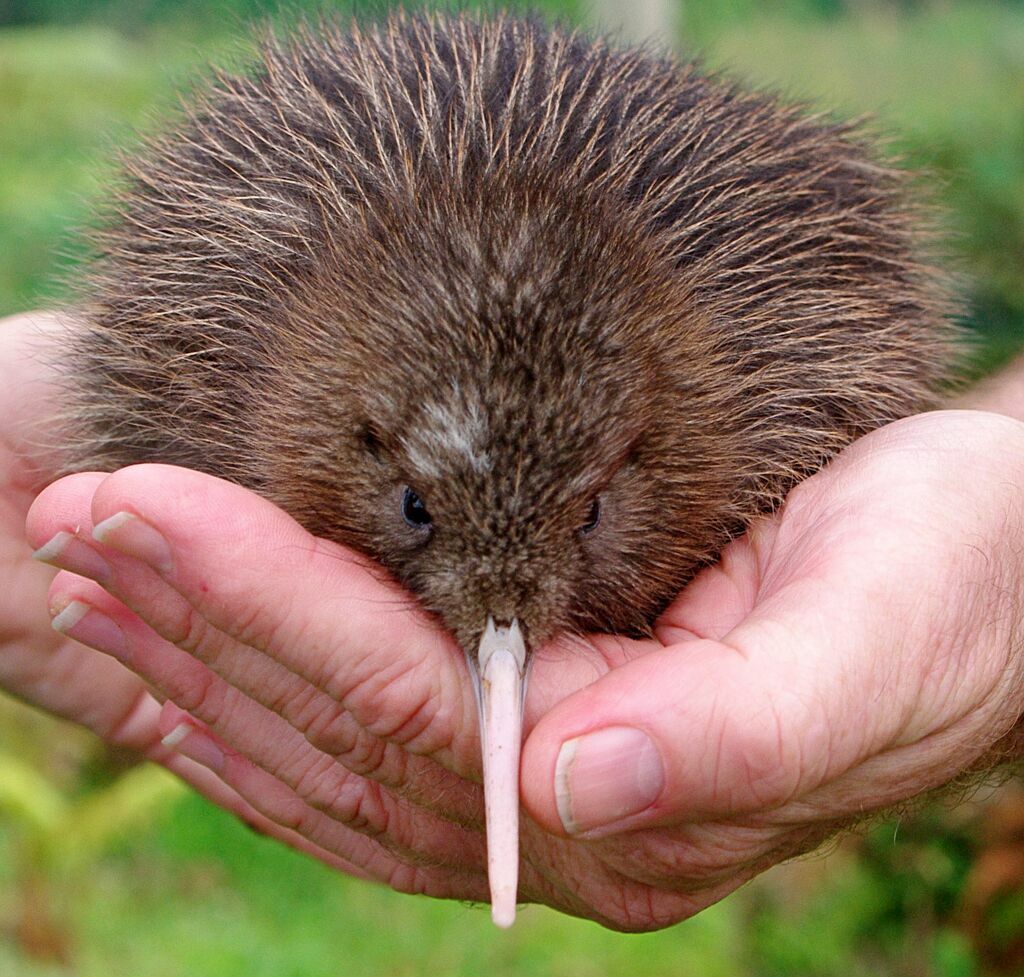 Okarito Kiwi