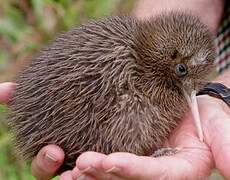 Okarito Kiwi