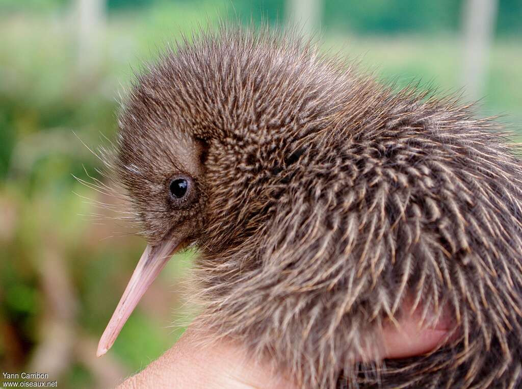 Kiwi d'Okarito, portrait