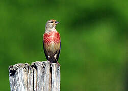 Common Linnet