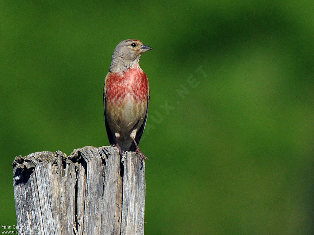 Common Linnet male adult breeding, close-up portrait