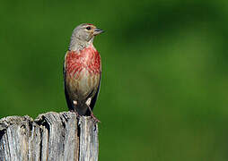 Common Linnet