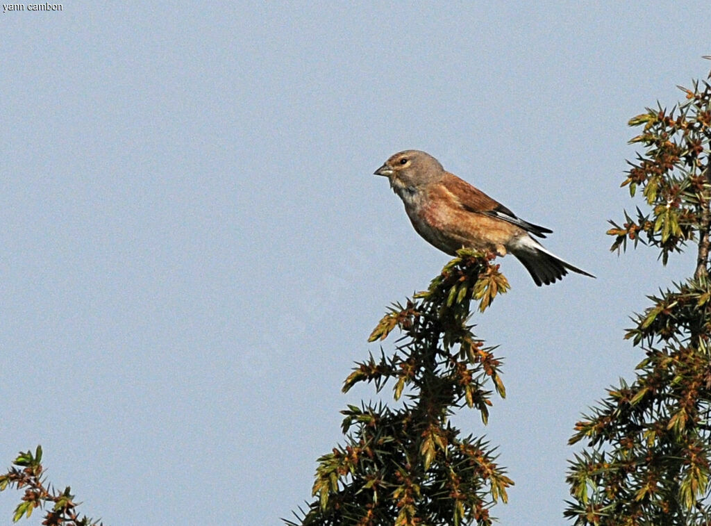 Common Linnet