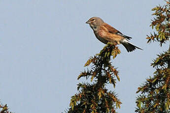 Linotte mélodieuse