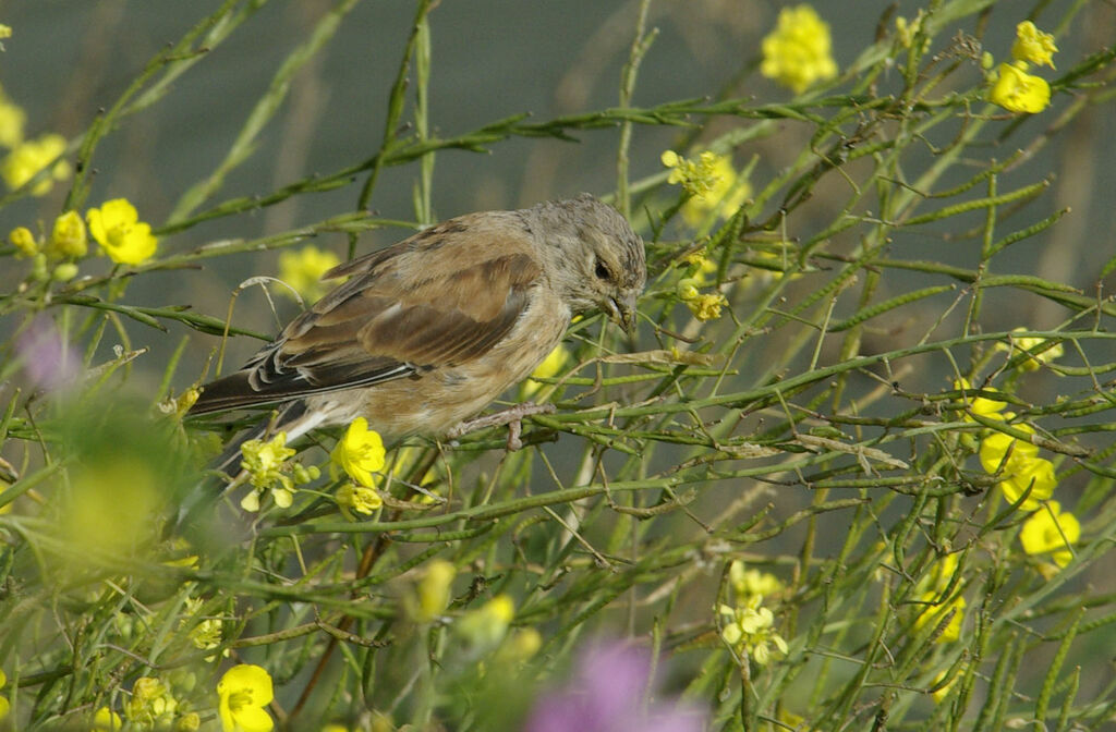 Common Linnetadult