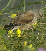 Common Linnet