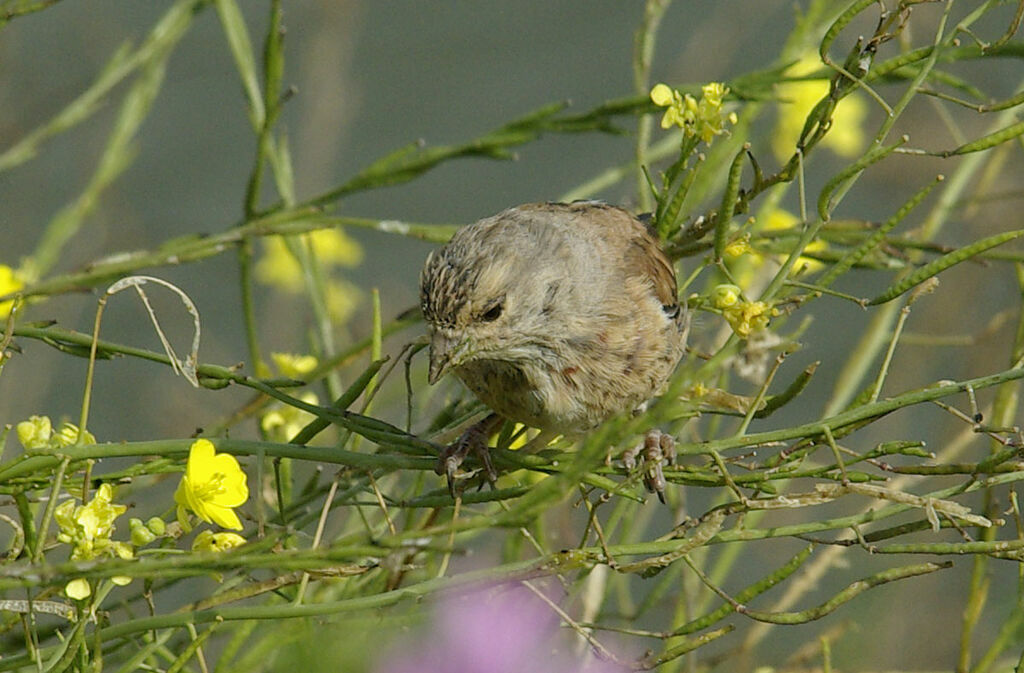 Linotte mélodieuseadulte