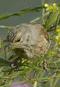 Common Linnet