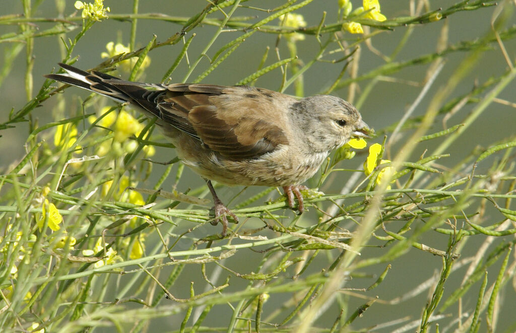 Common Linnetadult