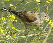 Common Linnet