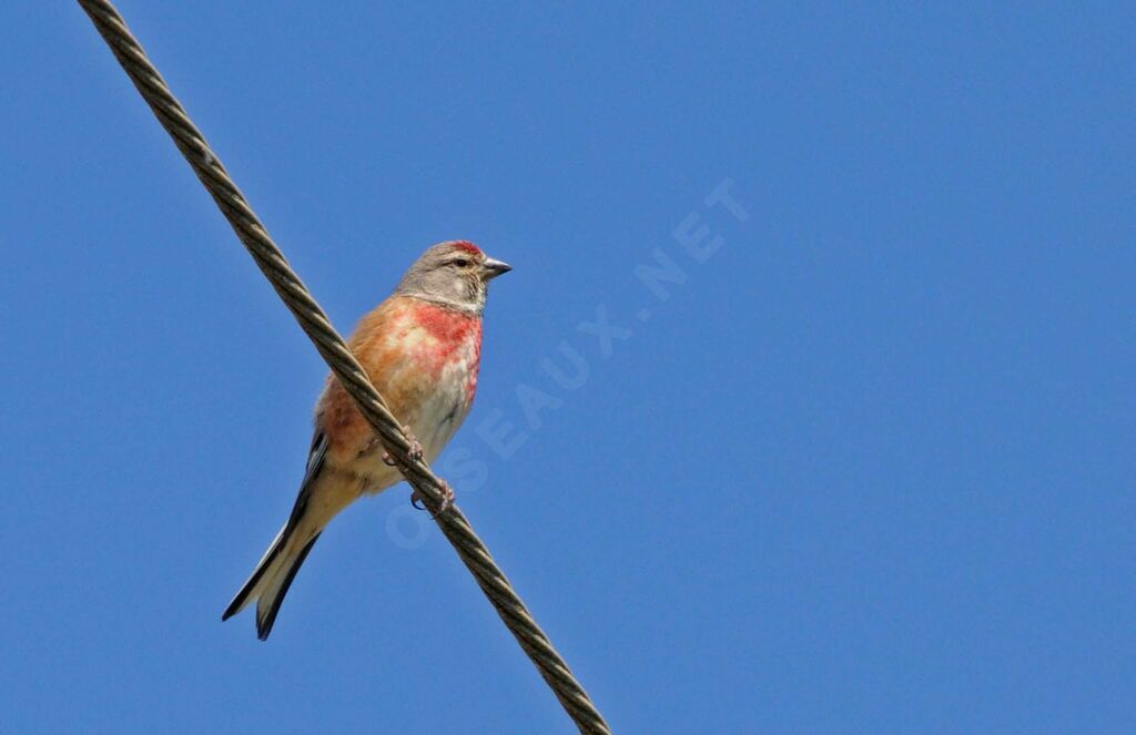 Common Linnet male adult breeding