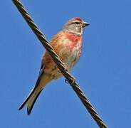 Common Linnet