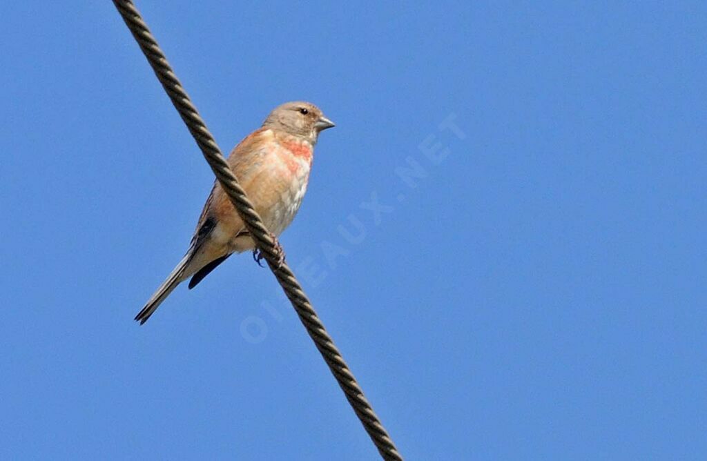 Common Linnet male adult